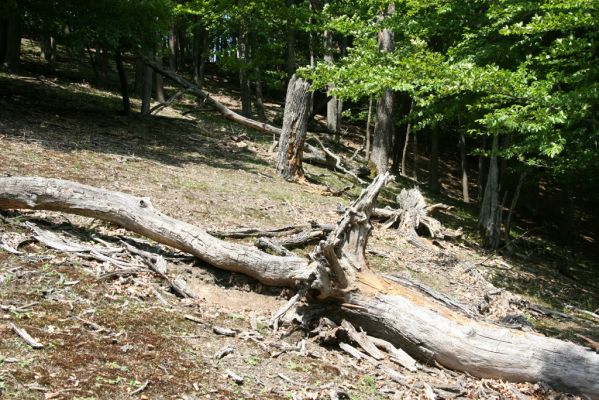 Malá Lehota, 22.5.2016
Hlboká dolina, vrch Kamenné vráta.
Klíčová slova: Malá Lehota Hlboká dolina vrch Kamenné vráta Menephilus cylindricus