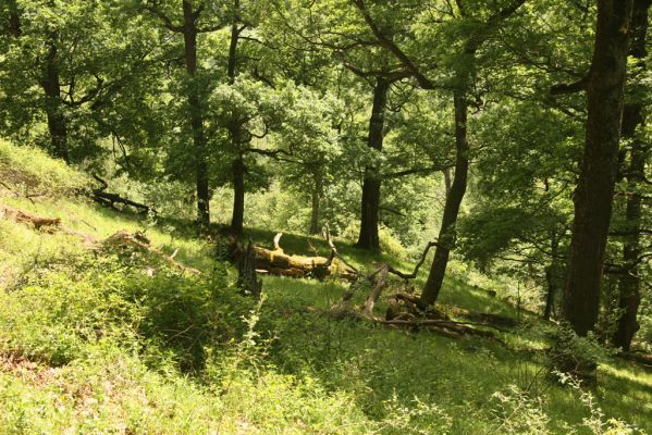 Malá Lehota, 22.5.2016
Hlboká dolina, vrch Kamenné vráta.
Klíčová slova: Malá Lehota Hlboká dolina vrch Kamenné vráta Menephilus cylindricus