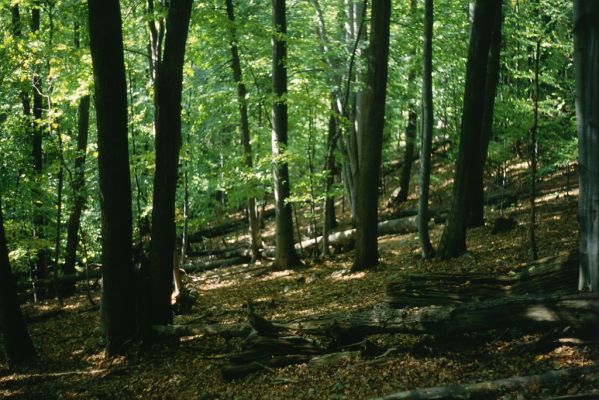 Malá Lodina, 3.10.2001
Suťový les na vrchu Bujanov.



Schlüsselwörter: Malá Lodina vrch Bujanov
