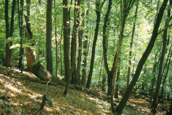 Malá Lodina, 3.10.2001
Suťový les na vrchu Bujanov.


Klíčová slova: Malá Lodina vrch Bujanov Ampedus hjorti praeustus quadrisignatus