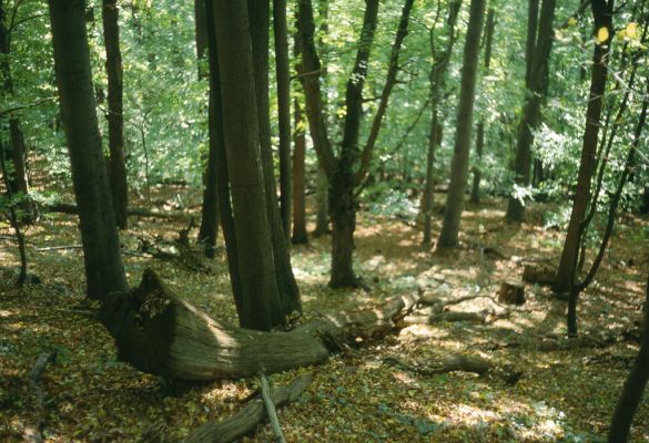 Malá Lodina, 3.10.2001
Suťový les na vrchu Bujanov.
Schlüsselwörter: Malá Lodina vrch Bujanov Ampedus praeustus quadrisignatus