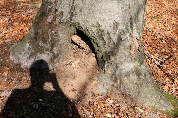 Malá Lehota, 26.10.2013
Hlboká dolina, vrch Kamenné vráta. Dutina u paty kmene buku osídlená kovaříky Ischnodes sanguinicollis.
Klíčová slova: Malá Lehota Hlboká dolina vrch Kamenné vráta Ischnodes sanguinicollis