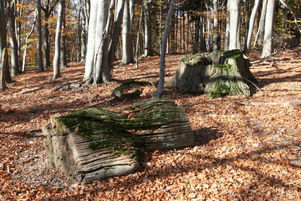 Malá Lehota, 26.10.2013
Hlboká dolina, vrch Kamenné vráta.
Schlüsselwörter: Malá Lehota Hlboká dolina vrch Kamenné vráta Ampedus hjorti praeustus quadrisignatus