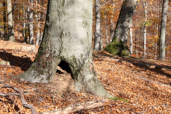 Malá Lehota, 26.10.2013
Hlboká dolina, vrch Kamenné vráta.
Klíčová slova: Malá Lehota Hlboká dolina vrch Kamenné vráta Ischnodes sanguinicollis