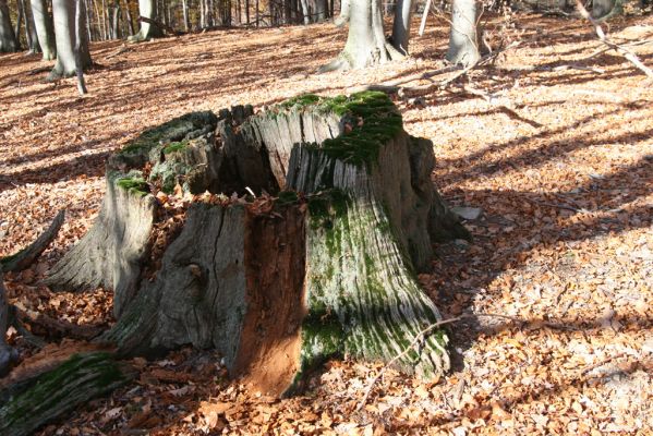 Malá Lehota, 26.10.2013
Hlboká dolina, vrch Kamenné vráta.
Klíčová slova: Malá Lehota Hlboká dolina vrch Kamenné vráta Ampedus hjorti praeustus quadrisignatus