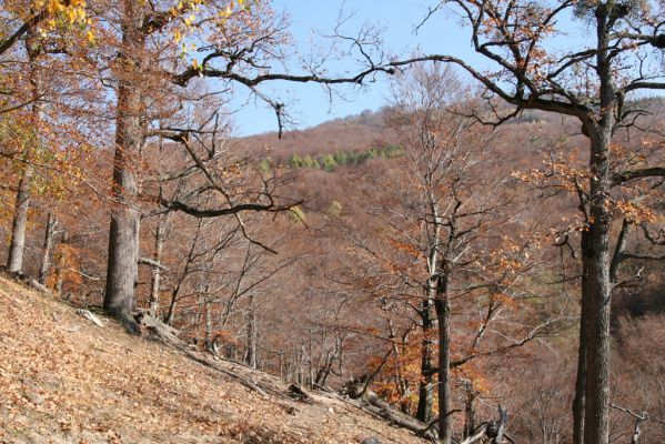 Malá Lehota, 26.10.2013
Hlboká dolina, vrch Kamenné vráta.
Klíčová slova: Malá Lehota Hlboká dolina vrch Kamenné vráta