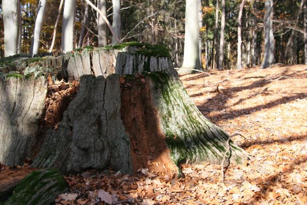 Malá Lehota, 26.10.2013
Hlboká dolina, vrch Kamenné vráta.
Schlüsselwörter: Malá Lehota Hlboká dolina vrch Kamenné vráta Ampedus hjorti praeustus quadrisignatus