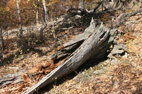 Malá Lehota, 26.10.2013
Hlboká dolina, vrch Kamenné vráta.
Klíčová slova: Malá Lehota Hlboká dolina vrch Kamenné vráta Cardiophorus anticus