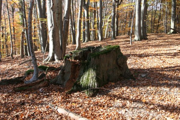 Malá Lehota, 26.10.2013
Hlboká dolina, vrch Kamenné vráta.
Klíčová slova: Malá Lehota Hlboká dolina vrch Kamenné vráta Ampedus hjorti praeustus quadrisignatus