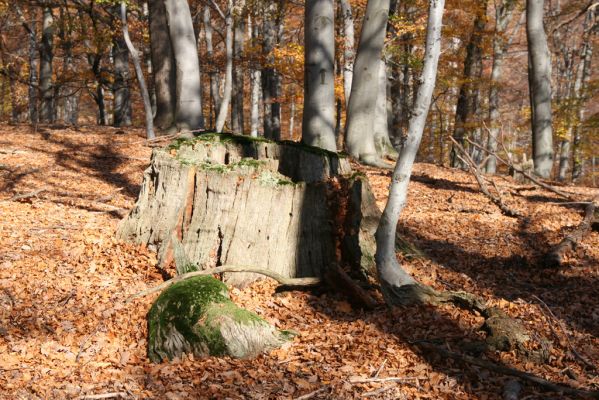 Malá Lehota, 26.10.2013
Hlboká dolina, vrch Kamenné vráta.
Mots-clés: Malá Lehota Hlboká dolina vrch Kamenné vráta Ampedus hjorti praeustus quadrisignatus