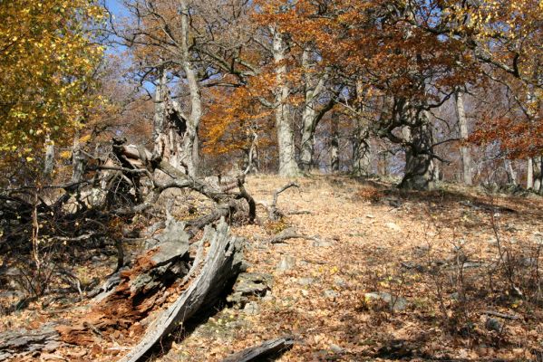 Malá Lehota, 26.10.2013
Hlboká dolina, vrch Kamenné vráta.
Klíčová slova: Malá Lehota Hlboká dolina vrch Kamenné vráta Cardiophorus anticus erichsoni