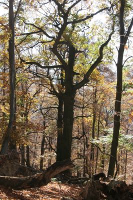 Malá Lehota, 26.10.2013
Hlboká dolina, vrch Kamenné vráta.
Klíčová slova: Malá Lehota Hlboká dolina vrch Kamenné vráta