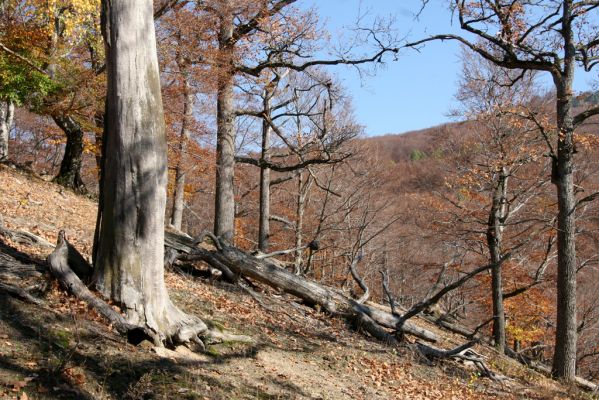 Malá Lehota, 26.10.2013
Hlboká dolina, vrch Kamenné vráta.
Klíčová slova: Malá Lehota Hlboká dolina vrch Kamenné vráta