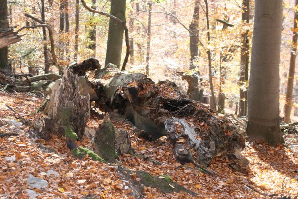 Malá Lehota, 26.10.2013
Hlboká dolina, vrch Kamenné vráta.
Mots-clés: Malá Lehota Hlboká dolina vrch Kamenné vráta