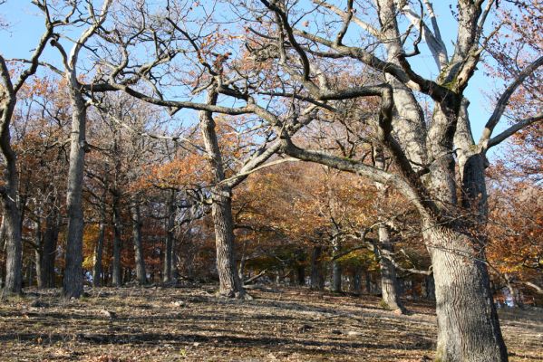 Malá Lehota, 26.10.2013
Hlboká dolina, vrch Kamenné vráta.
Klíčová slova: Malá Lehota Hlboká dolina vrch Kamenné vráta
