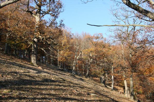 Malá Lehota, 26.10.2013
Hlboká dolina, vrch Kamenné vráta.
Klíčová slova: Malá Lehota Hlboká dolina vrch Kamenné vráta