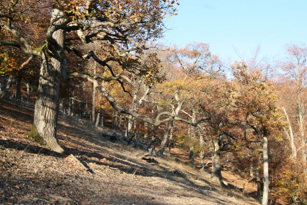 Malá Lehota, 26.10.2013
Hlboká dolina, vrch Kamenné vráta.
Klíčová slova: Malá Lehota Hlboká dolina vrch Kamenné vráta