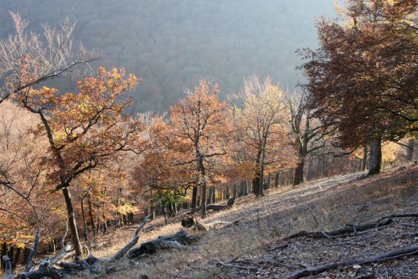 Malá Lehota, 26.10.2013
Hlboká dolina, vrch Kamenné vráta.
Klíčová slova: Malá Lehota Hlboká dolina vrch Kamenné vráta