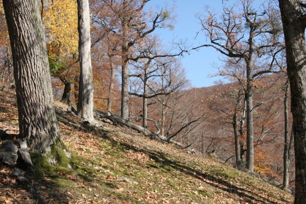 Malá Lehota, 26.10.2013
Hlboká dolina, vrch Kamenné vráta.
Klíčová slova: Malá Lehota Hlboká dolina vrch Kamenné vráta