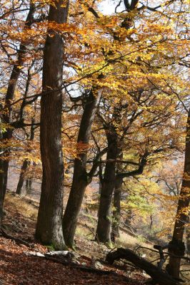 Malá Lehota, 26.10.2013
Hlboká dolina, vrch Kamenné vráta.
Klíčová slova: Malá Lehota Hlboká dolina vrch Kamenné vráta
