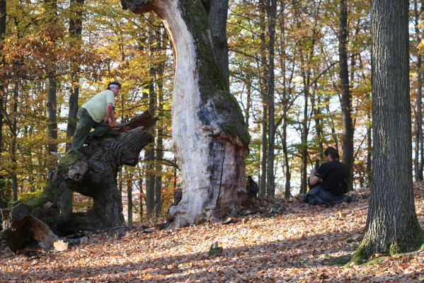 Malá Lehota, 26.10.2013
Hlboká dolina, vrch Kamenné vráta. Odlomený vrchol dubu.
Klíčová slova: Malá Lehota Hlboká dolina vrch Kamenné vráta Ampedus cardinalis Dušánek Samek