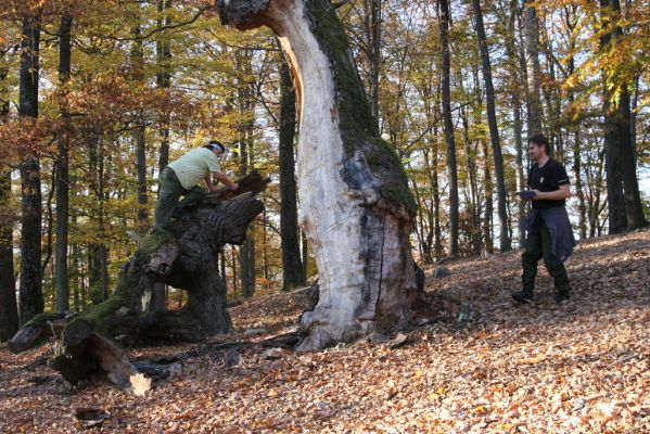 Malá Lehota, 26.10.2013
Hlboká dolina, vrch Kamenné vráta. Odlomený vrchol dubu.
Klíčová slova: Malá Lehota Hlboká dolina vrch Kamenné vráta Ampedus cardinalis Dušánek Samek