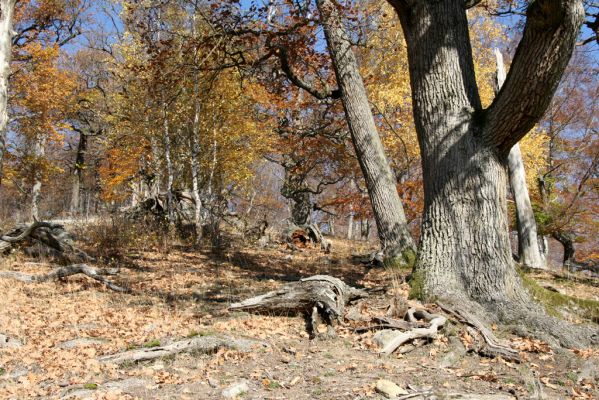 Malá Lehota, 26.10.2013
Hlboká dolina, vrch Kamenné vráta.
Klíčová slova: Malá Lehota Hlboká dolina vrch Kamenné vráta Cardiophorus anticus erichsoni