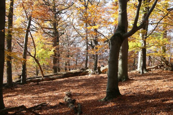 Malá Lehota, 26.10.2013
Hlboká dolina, vrch Kamenné vráta.
Schlüsselwörter: Malá Lehota Hlboká dolina vrch Kamenné vráta