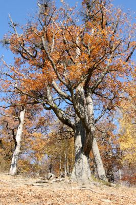 Malá Lehota, 26.10.2013
Hlboká dolina, vrch Kamenné vráta.
Klíčová slova: Malá Lehota Hlboká dolina vrch Kamenné vráta Cardiophorus erichsoni