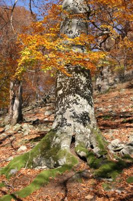 Malá Lehota, 26.10.2013
Hlboká dolina, vrch Kamenné vráta.
Klíčová slova: Malá Lehota Hlboká dolina vrch Kamenné vráta Ischnodes sanguinicollis