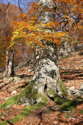 Malá Lehota, 26.10.2013
Hlboká dolina, vrch Kamenné vráta.
Mots-clés: Malá Lehota Hlboká dolina vrch Kamenné vráta Ischnodes sanguinicollis