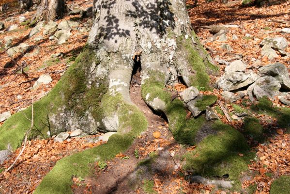 Malá Lehota, 26.10.2013
Hlboká dolina, vrch Kamenné vráta.
Klíčová slova: Malá Lehota Hlboká dolina vrch Kamenné vráta Ischnodes sanguinicollis