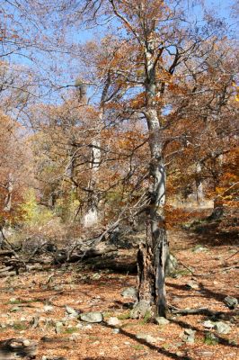 Malá Lehota, 26.10.2013
Hlboká dolina, vrch Kamenné vráta.
Klíčová slova: Malá Lehota Hlboká dolina vrch Kamenné vráta