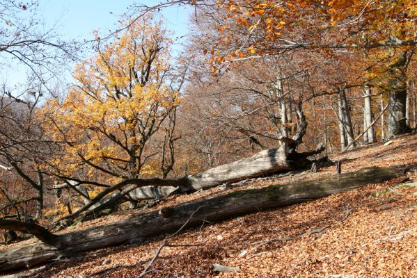 Malá Lehota, 26.10.2013
Hlboká dolina, vrch Kamenné vráta.
Klíčová slova: Malá Lehota Hlboká dolina vrch Kamenné vráta
