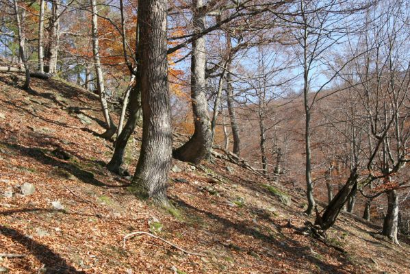 Malá Lehota, 26.10.2013
Hlboká dolina, vrch Kamenné vráta.
Klíčová slova: Malá Lehota Hlboká dolina vrch Kamenné vráta