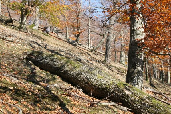 Malá Lehota, 26.10.2013
Hlboká dolina, vrch Kamenné vráta.
Klíčová slova: Malá Lehota Hlboká dolina vrch Kamenné vráta Ampedus praeustus elegantulus Cardiophorus anticus