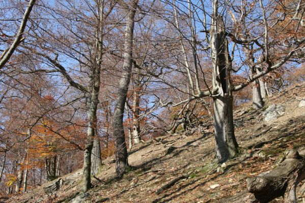 Jedľové Kostoľany, 26.10.2013
Hlboká dolina, vrch Kamenné vráta.
Klíčová slova: Jedľové Kostoľany vrch Kamenné vráta Hlboká dolina