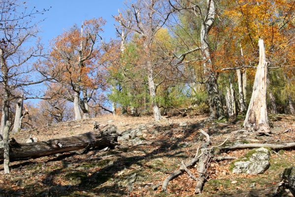 Malá Lehota, 26.10.2013
Hlboká dolina, vrch Kamenné vráta.
Klíčová slova: Malá Lehota Hlboká dolina vrch Kamenné vráta Cardiophorus anticus erichsoni