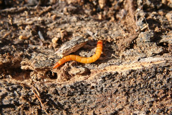 Jedľové Kostoľany, 26.10.2013
Hlboká dolina, vrch Kamenné vráta. Larva kovaříka Elater ferrugineus.
Klíčová slova: Jedľové Kostoľany vrch Kamenné vráta Hlboká dolina Elater ferrugineus