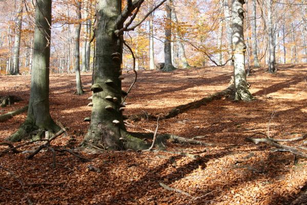 Jedľové Kostoľany, 26.10.2013
Hlboká dolina, vrch Kamenné vráta.
Klíčová slova: Jedľové Kostoľany vrch Kamenné vráta Hlboká dolina Elater ferrugineus