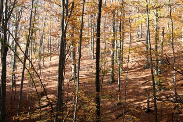 Jedľové Kostoľany, 26.10.2013
Hlboká dolina, vrch Kamenné vráta.
Klíčová slova: Jedľové Kostoľany vrch Kamenné vráta Hlboká dolina