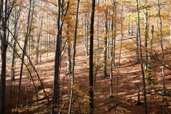 Jedľové Kostoľany, 26.10.2013
Hlboká dolina, vrch Kamenné vráta.
Schlüsselwörter: Jedľové Kostoľany vrch Kamenné vráta Hlboká dolina