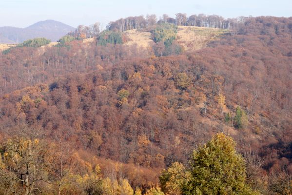 Jedľové Kostoľany, 26.10.2013
Brezov Štál. Pohled na vrch Kamenné vráta.
Klíčová slova: Jedľové Kostoľany Brezov Štál vrch Kamenné vráta Hlboká dolina