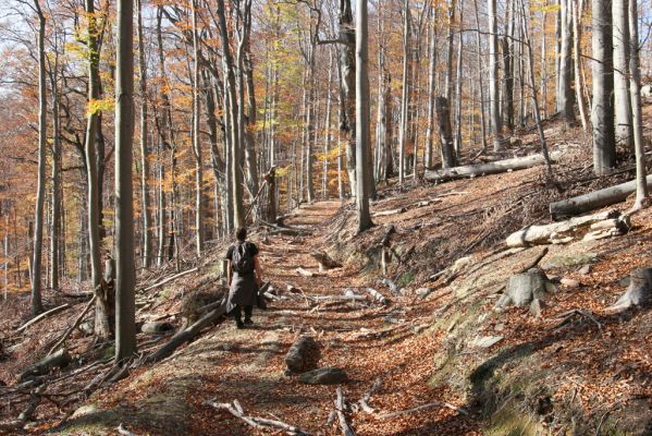 Malá Lehota, 26.10.2013
Hlboká Dolina, vrch Kamenné vráta.
Klíčová slova: Malá Lehota Hlboká dolina vrch Kamenné vráta Dušánek Limoniscus violaceus Ischnodes sanguinicollis Elater ferrugineus Crepidophorus mutilatus