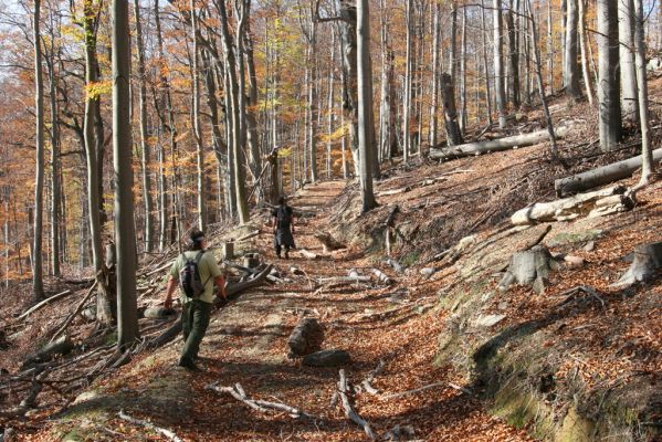 Malá Lehota, 26.10.2013
Hlboká Dolina, vrch Kamenné vráta.
Klíčová slova: Malá Lehota Hlboká dolina vrch Kamenné vráta Dušánek Samek Limoniscus violaceus Ischnodes sanguinicollis Elater ferrugineus Crepidophorus mutilatus