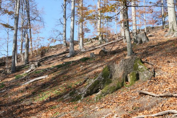 Malá Lehota, 26.10.2013
Hlboká Dolina, vrch Kamenné vráta.
Klíčová slova: Malá Lehota Hlboká dolina vrch Kamenné vráta Limoniscus violaceus Ischnodes sanguinicollis Elater ferrugineus Crepidophorus mutilatus