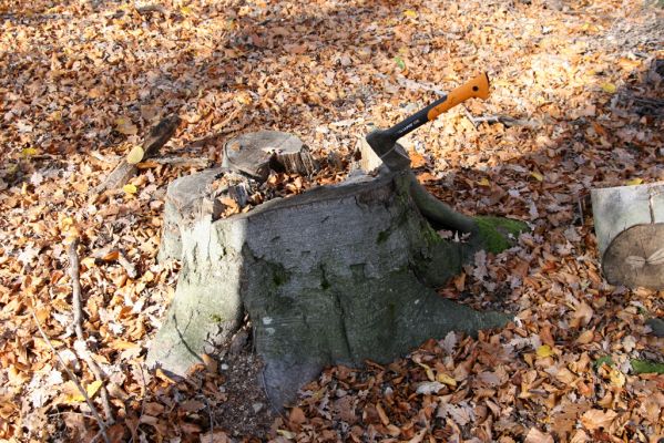 Malá Lehota, 26.10.2013
Hlboká dolina, vrch Kamenné vráta. Dutina pokáceného buku byla osídlena kovařiky Ischnodes sangunicollis.
Klíčová slova: Malá Lehota Hlboká dolina vrch Kamenné vráta Ischnodes sangunicollis