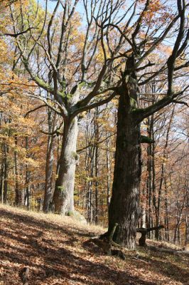 Malá Lehota, 26.10.2013
Hlboká dolina, vrch Kamenné vráta.
Klíčová slova: Malá Lehota Hlboká dolina vrch Kamenné vráta