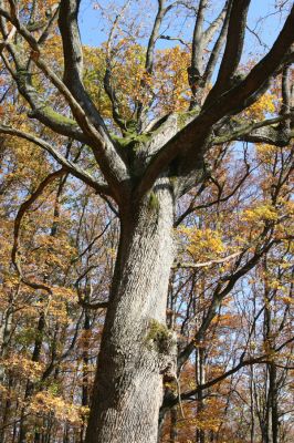 Malá Lehota, 26.10.2013
Hlboká dolina, vrch Kamenné vráta.
Klíčová slova: Malá Lehota Hlboká dolina vrch Kamenné vráta