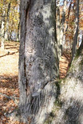 Malá Lehota, 26.10.2013
Hlboká dolina, vrch Kamenné vráta.
Klíčová slova: Malá Lehota Hlboká dolina vrch Kamenné vráta Cerambyx cerdo